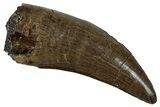 Serrated, Tyrannosaur (Nanotyrannus) Tooth - Montana #350366-1